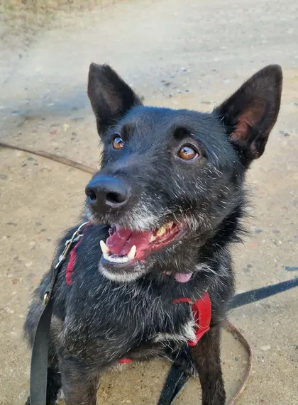 Forest, rescuehund i Polen, bild 1