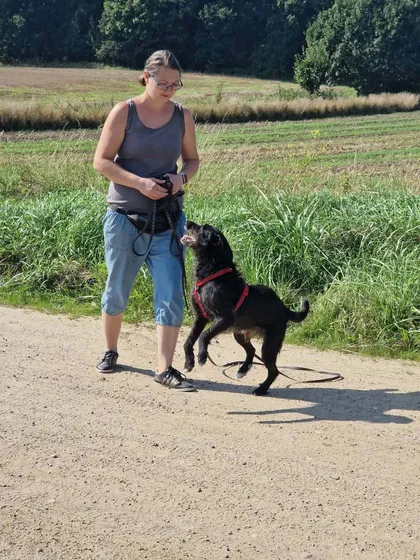 Forest, rescuehund i Polen, bild 2