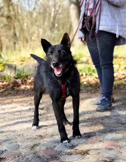 Forest, rescuehund i Polen, bild 3