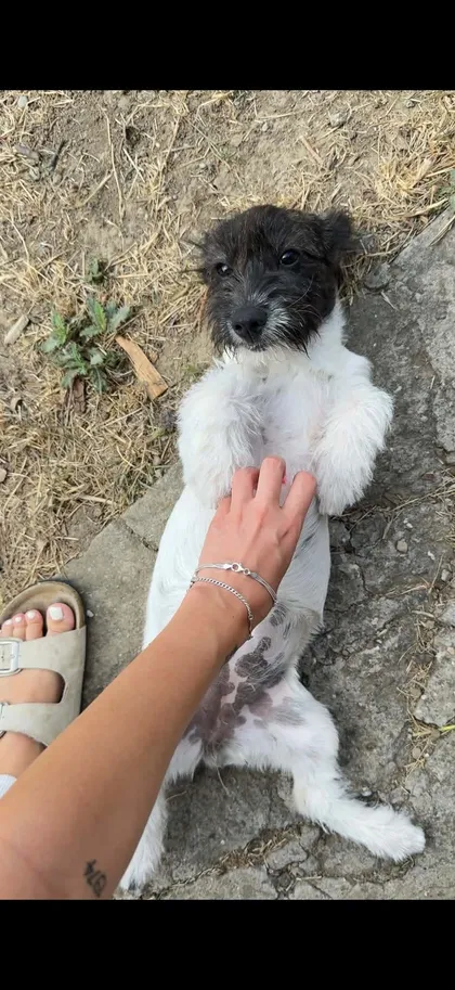 Fleur & Zena, rescuehund i Rumänien, bild 2