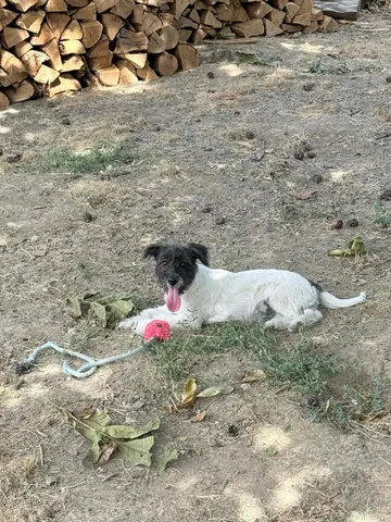 Fleur & Zena, rescuehund i Rumänien, bild 5