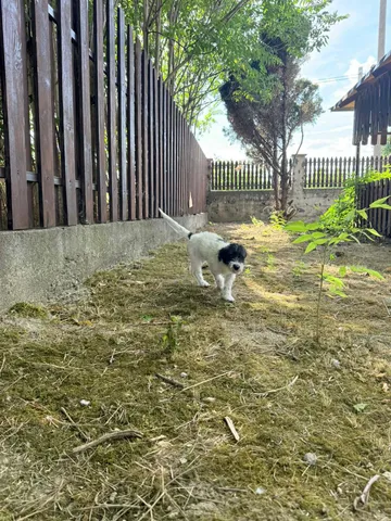 Fleur & Zena, rescuehund i Rumänien, bild 6