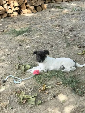 Fleur & Zena, rescuehund i Rumänien, bild 8