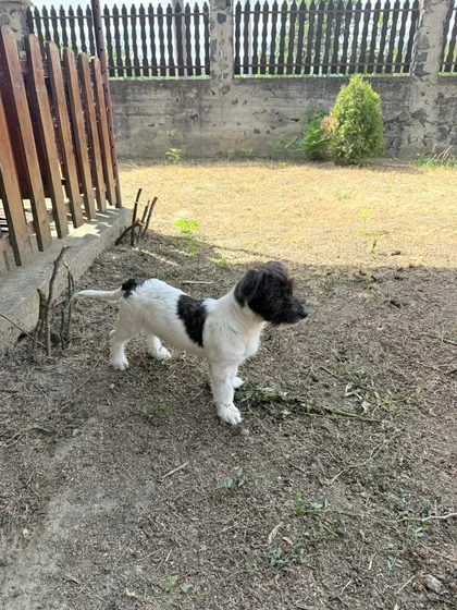 Fleur & Zena, rescuehund i Rumänien, bild 1