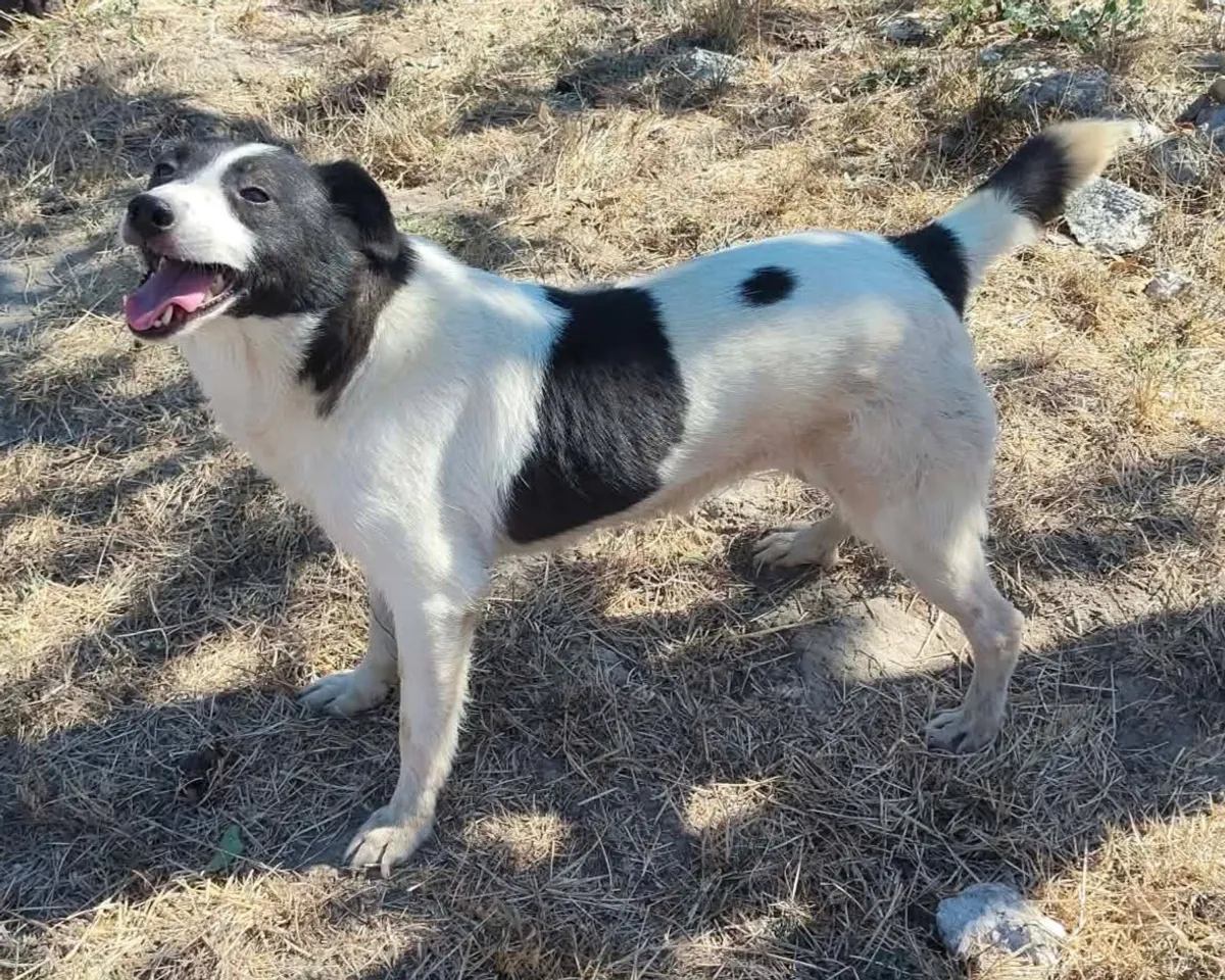 Grace, info kommer som söker hem via Ohana Rescue och finns i Info kommer