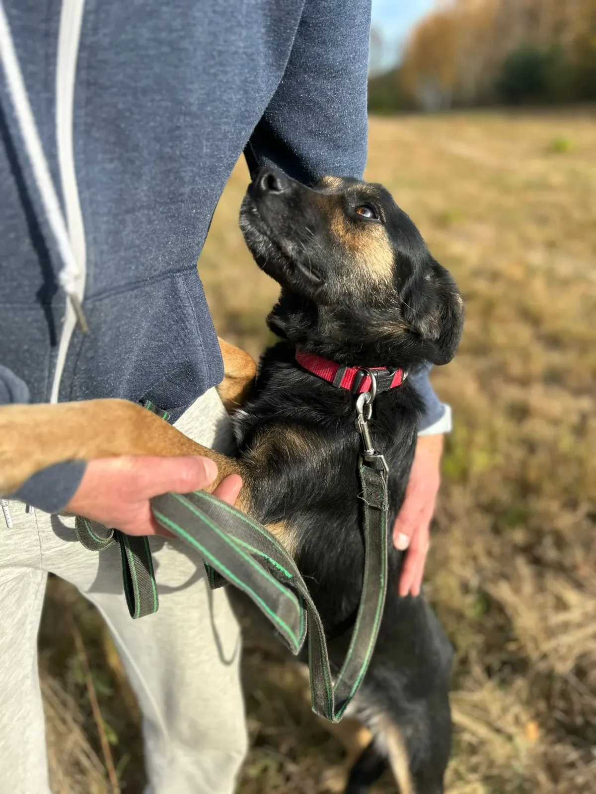 Gustaw, profilbild för omplaceringshund