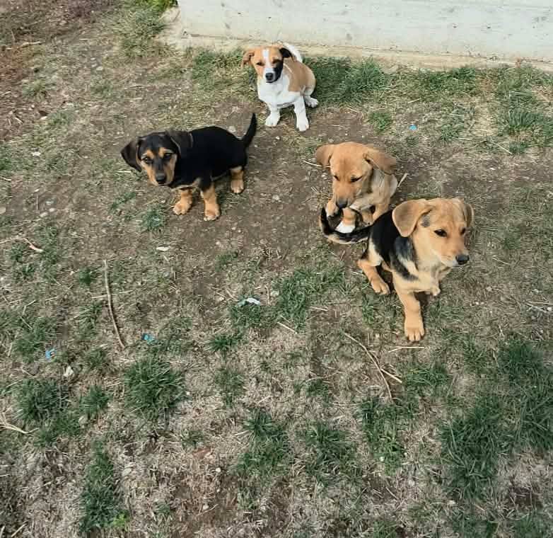 Harry, rescuehund i Rumänien, bild 1