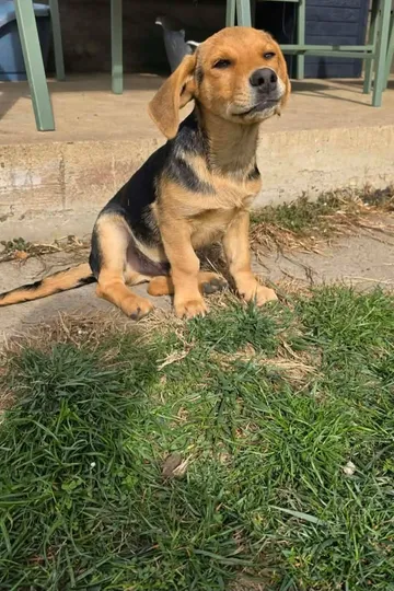 Harry, rescuehund i Rumänien, bild 2