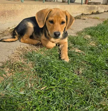 Harry, rescuehund i Rumänien, bild 3