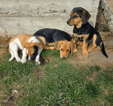 Harry, rescuehund i Rumänien, bild 4