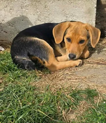 Harry, rescuehund i Rumänien, bild 5