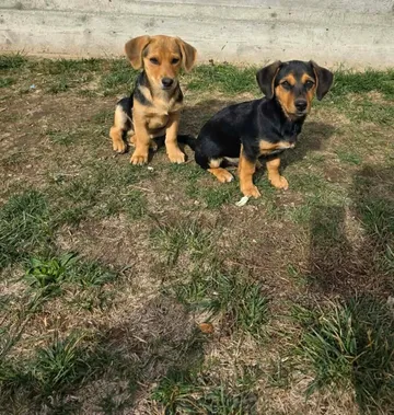 Harry, rescuehund i Rumänien, bild 6