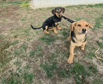 Harry, rescuehund i Rumänien, bild 7