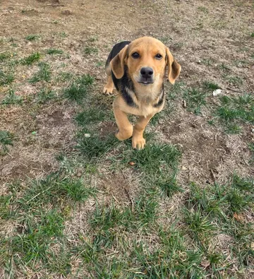 Harry, rescuehund i Rumänien, bild 8