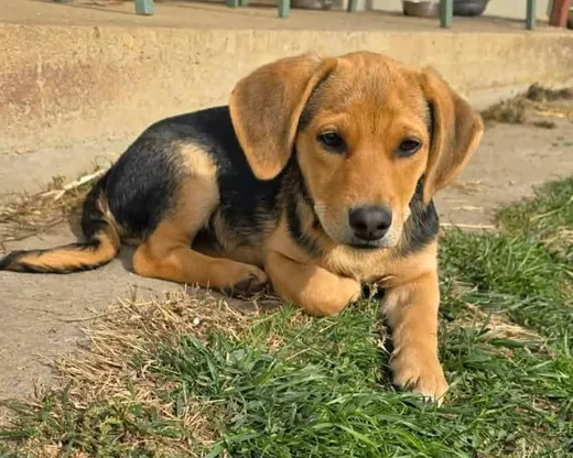 Harry, blandras som söker hem via Ohana Rescue och finns i Rumänien