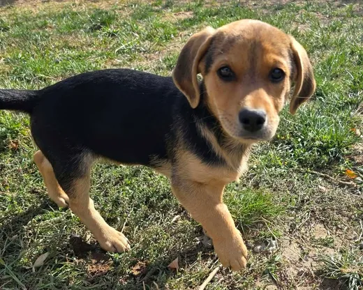 Harry, blandras som söker hem via Ohana Rescue och finns i Rumänien