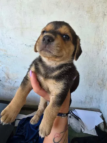Harry, rescuehund i Rumänien, bild 11
