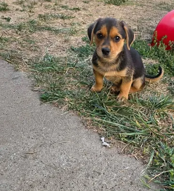 Harry, rescuehund i Rumänien, bild 12