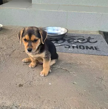 Harry, rescuehund i Rumänien, bild 13