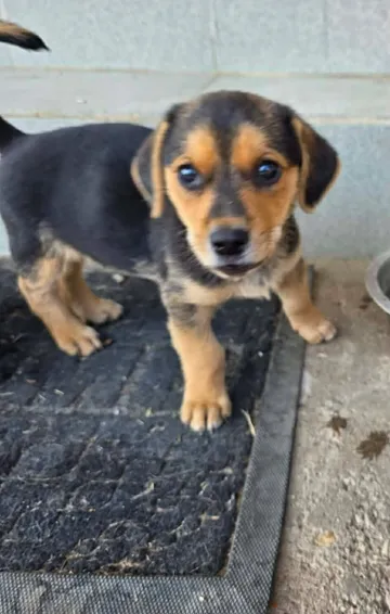 Harry, rescuehund i Rumänien, bild 14