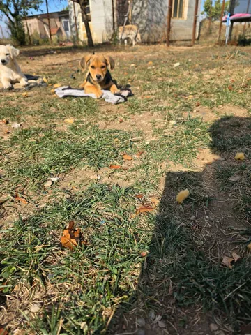 Harry, rescuehund i Rumänien, bild 15