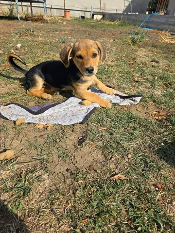 Harry, rescuehund i Rumänien, bild 16