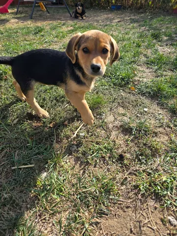 Harry, rescuehund i Rumänien, bild 17
