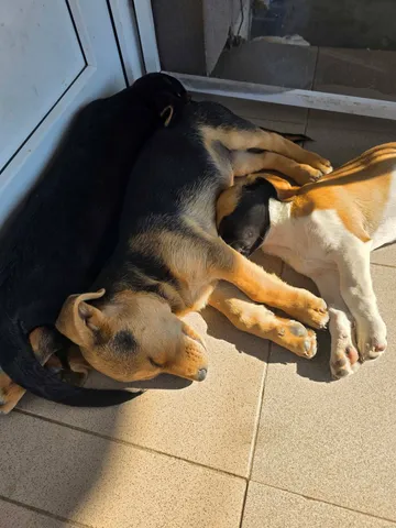 Harry, rescuehund i Rumänien, bild 18
