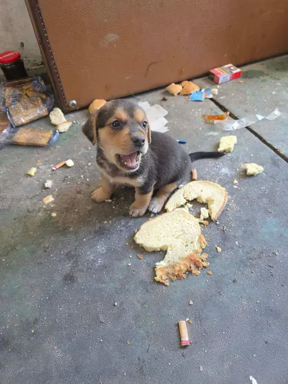 Harry, rescuehund i Rumänien, bild 2
