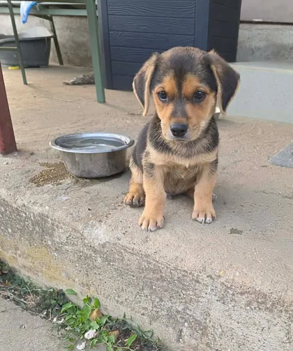 Harry, rescuehund i Rumänien, bild 1