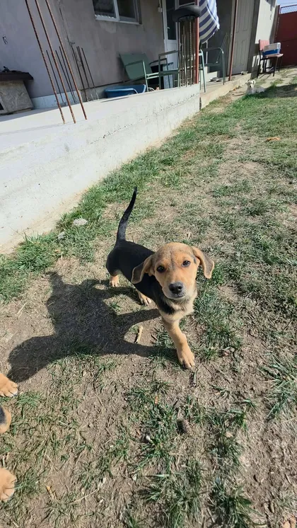 Harry, rescuehund i Rumänien, bild 3
