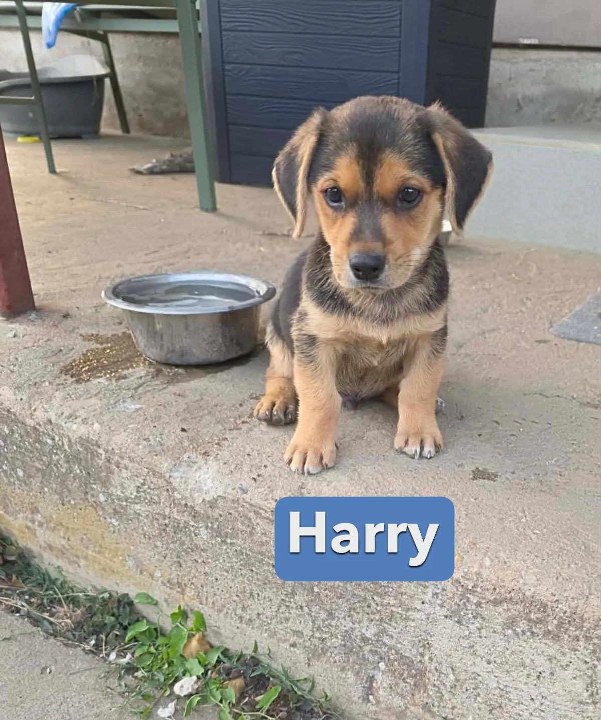 Harry, blandras som söker hem via Ohana Rescue och finns i Rumänien