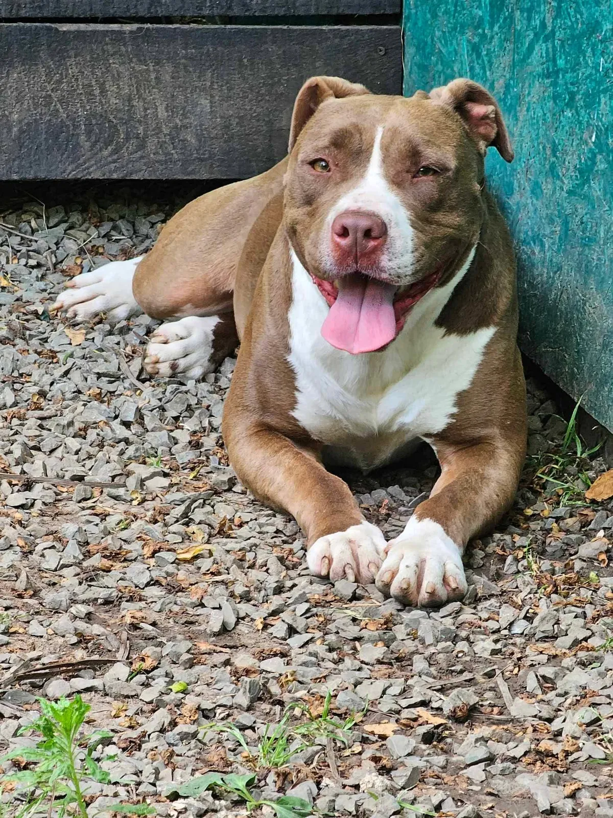Hera, bullhund som söker hem via Ohana Rescue och finns i Rumänien