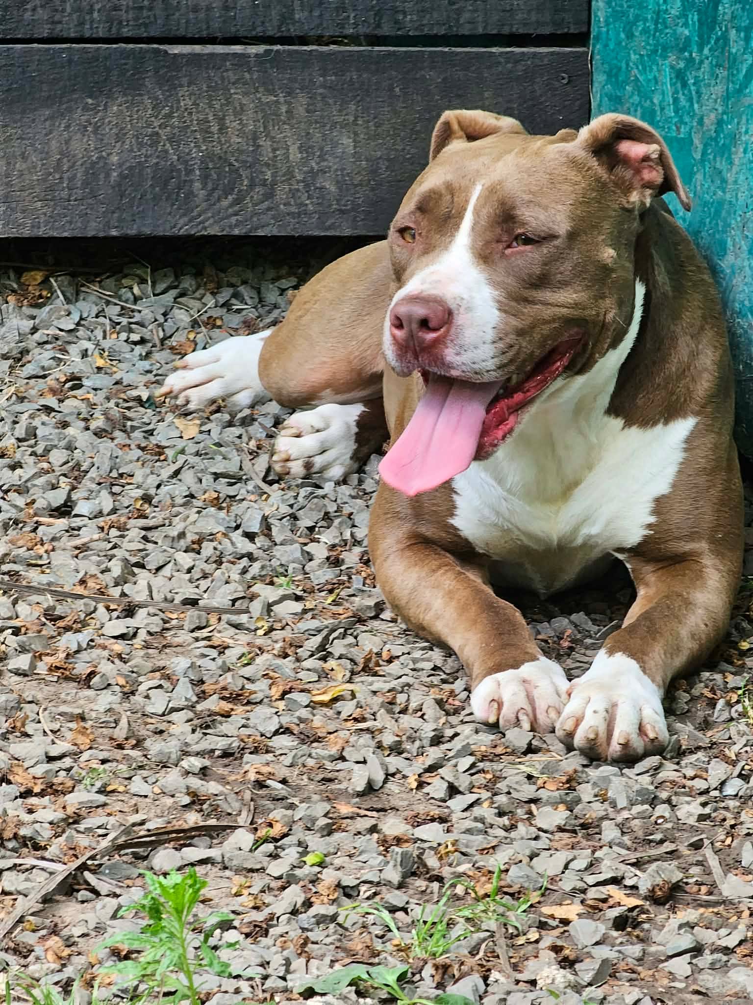 Hera, rescuehund i Rumänien, bild 1