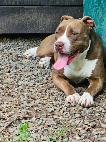Hera, rescuehund i Rumänien, bild 1