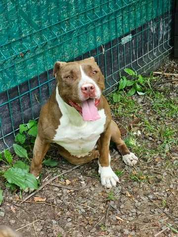 Hera, rescuehund i Rumänien, bild 2