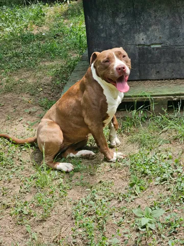 Hera, rescuehund i Rumänien, bild 3