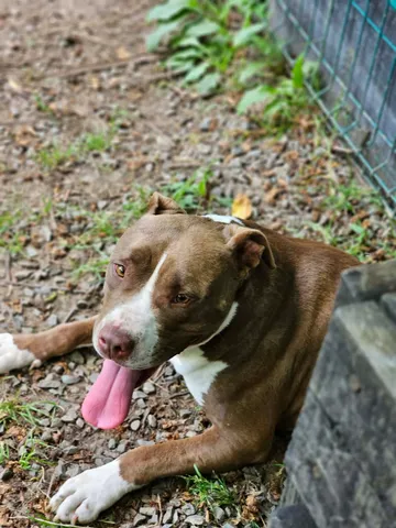 Hera, rescuehund i Rumänien, bild 5