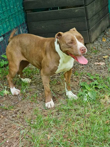 Hera, rescuehund i Rumänien, bild 6