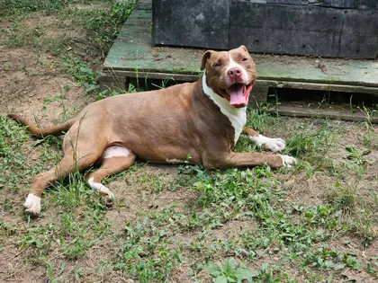 Hera, rescuehund i Rumänien, bild 2