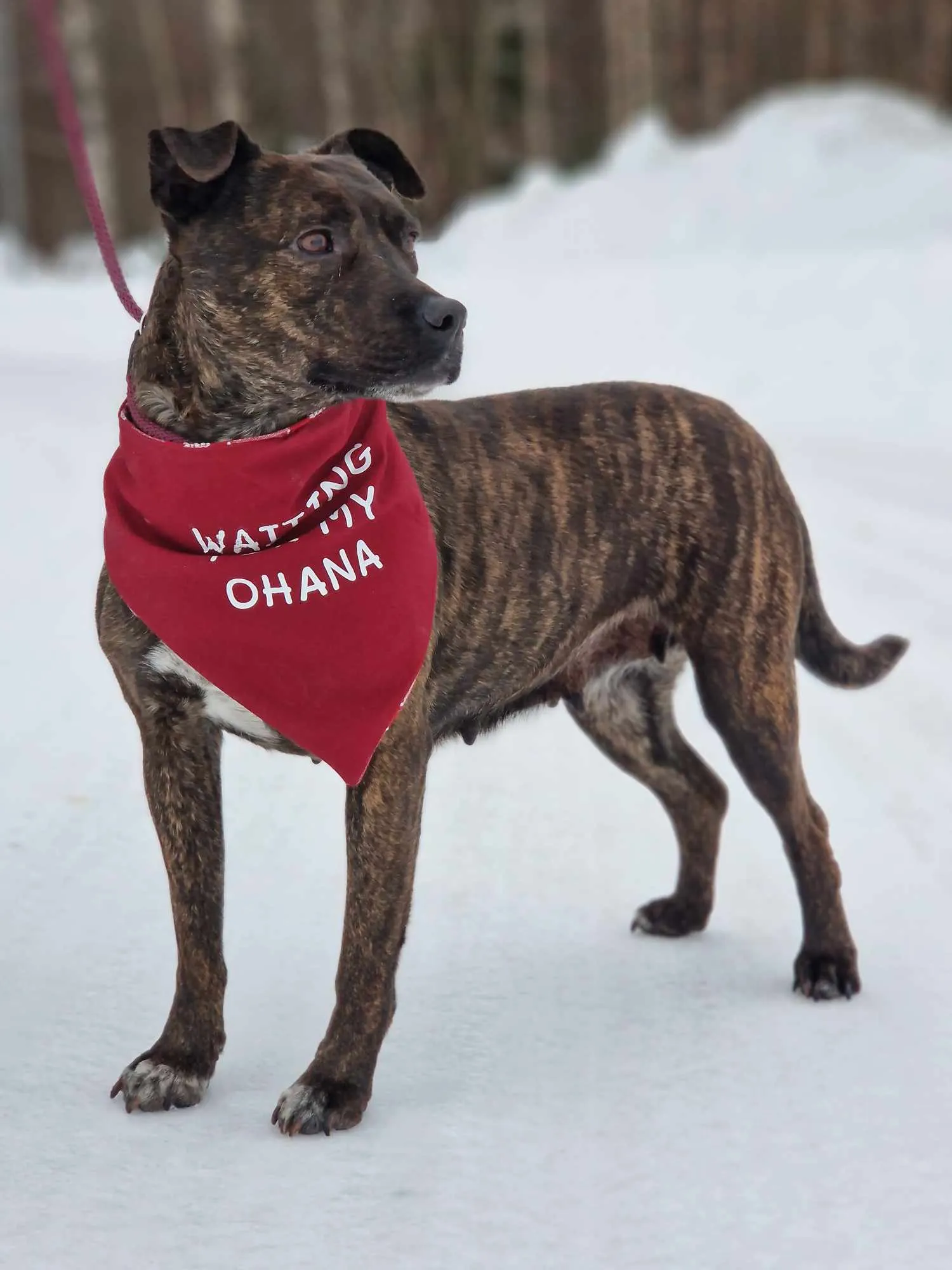 Rescuehund med röd scarf som väntar på sitt hem via Ohana Rescue
