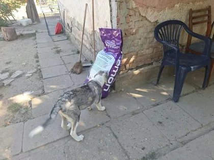 Maggie, rescuehund i Rumänien, bild 3