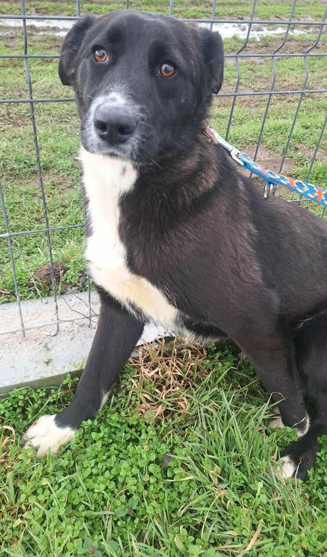 Jax, rescuehund i Rumänien, bild 1