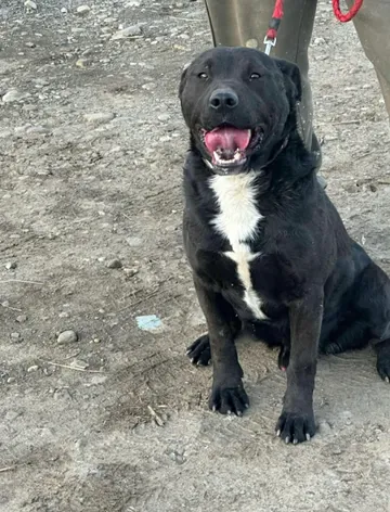 Joey, rescuehund i Rumänien, bild 1