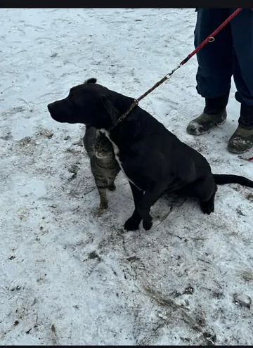 Joey, rescuehund i Rumänien, bild 3
