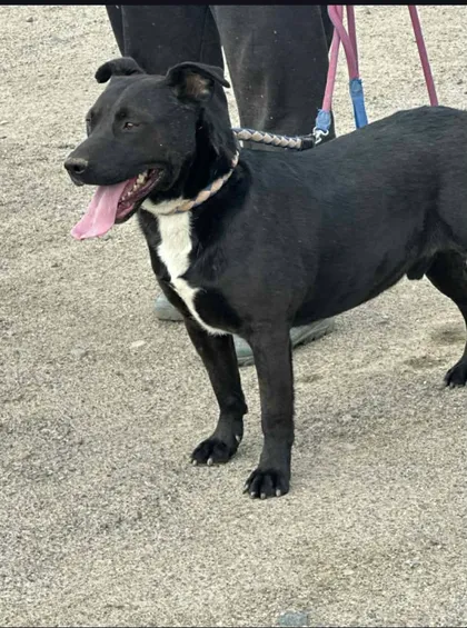 Joey, rescuehund i Rumänien, bild 3