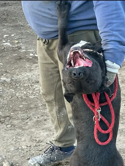 Joey, rescuehund i Rumänien, bild 2