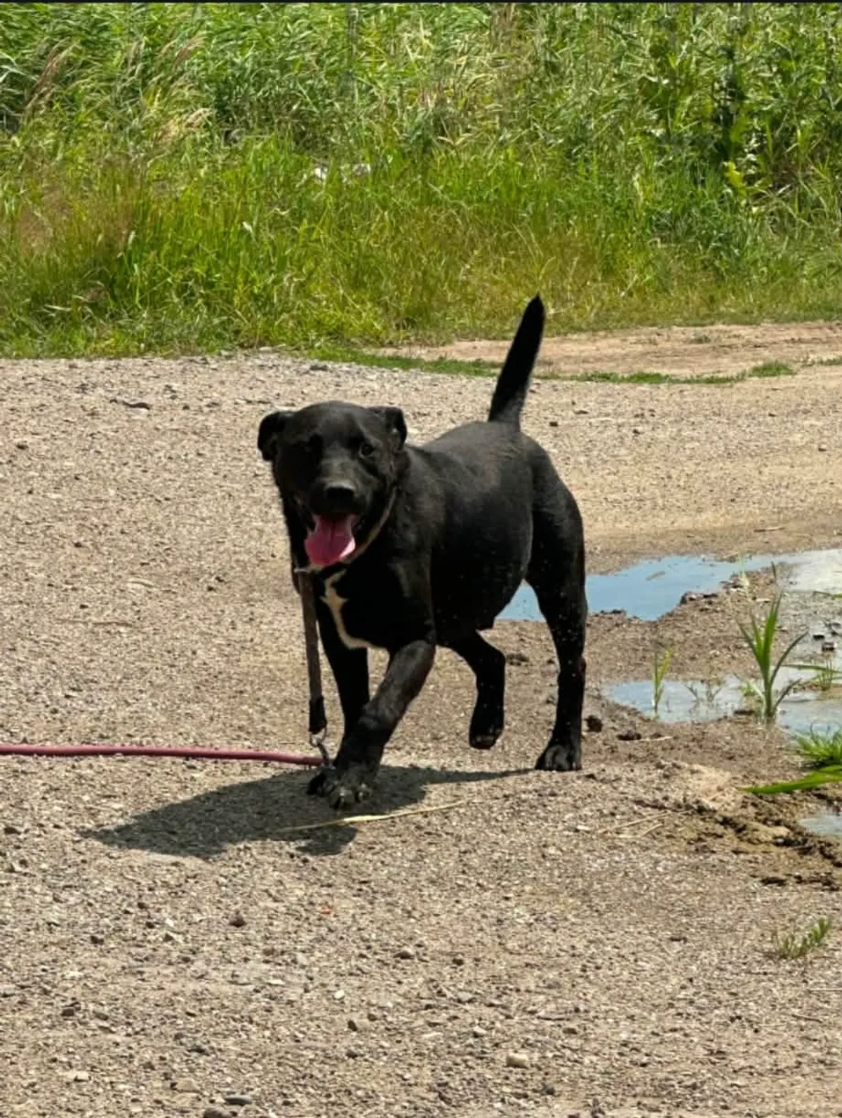 Joey, info kommer som söker hem via Ohana Rescue och finns i Rumänien