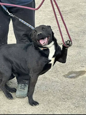 Joey, rescuehund i Rumänien, bild 2