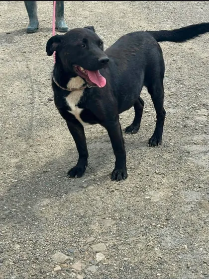 Joey, rescuehund i Rumänien, bild 1